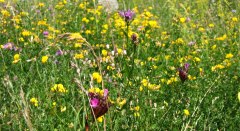 Blumenwiese © Landkreis Lindau (Bodensee)