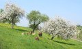 Weidende Kühe auf der Frühlingswiese in Heimenkirch