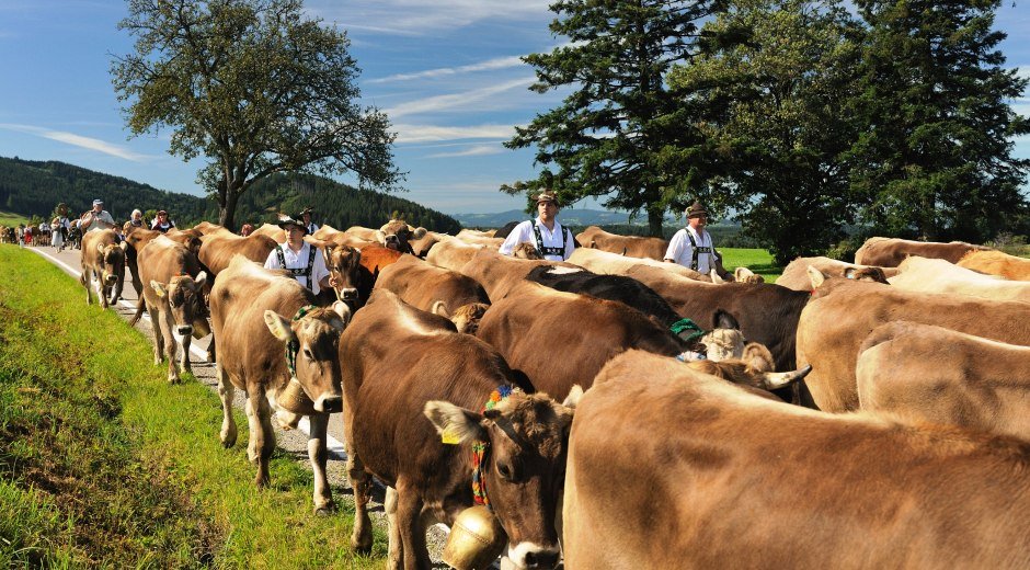 Gemeinde Maierhöfen im Westallgäu Viehscheid - Almabtrieb mit Kühen