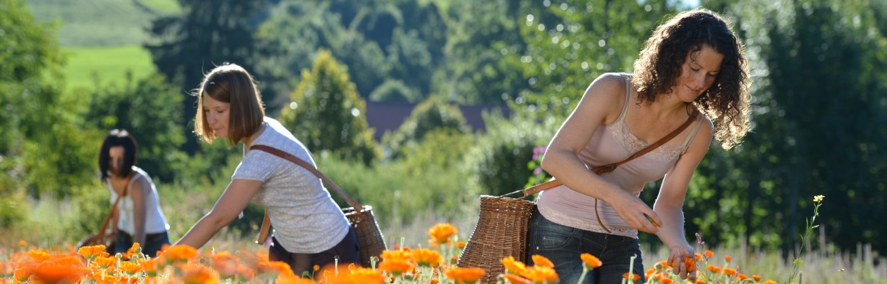 Kraftquelle Allg&auml;u Kr&auml;utersammeln in der Wiese mit Mohn