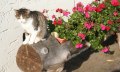 Socke in der Sonne © _changed => 05.02.2019 um 13:36 Uhr
