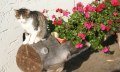 Socke in der Sonne © _changed => 05.02.2019 um 13:36 Uhr