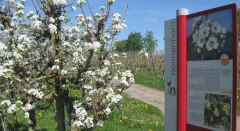 Im Frühling auf dem Genießerweg © Tourist-Information Nonnenhorn
