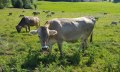Auf dem Weg zum B&auml;cker &copy; _changed => 05.07.2020 um 10:25 Uhr