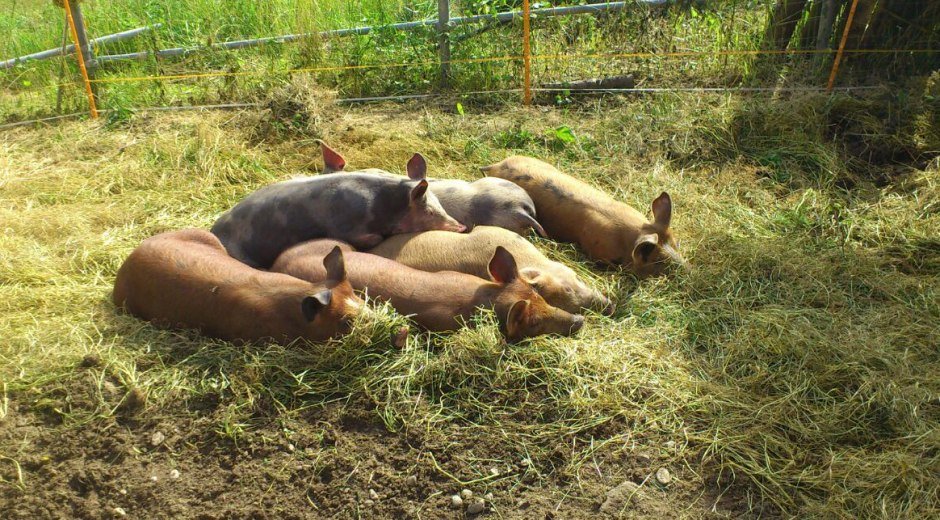 butterblume-schweinchen