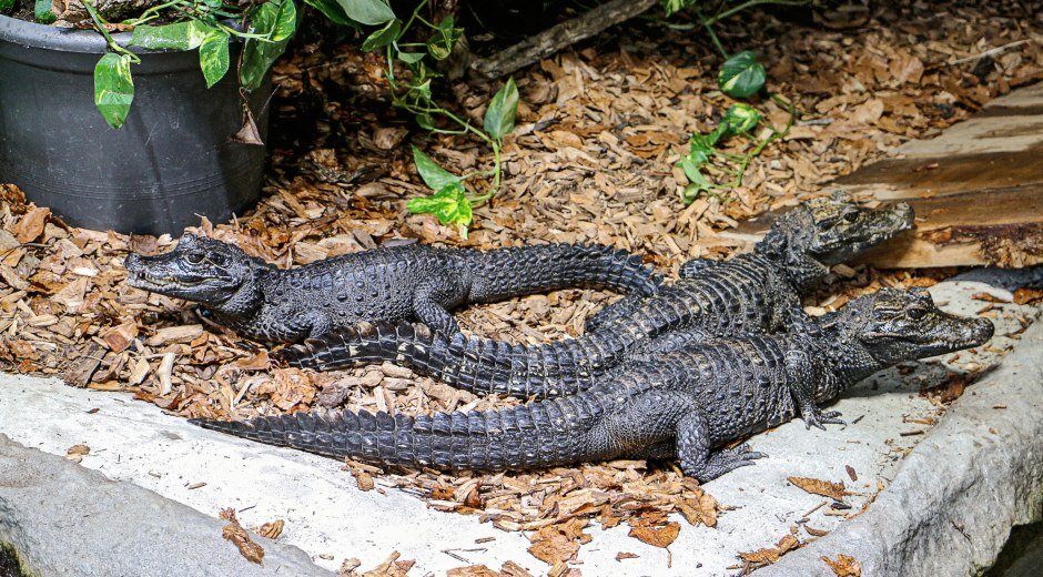 Reptilienzoo Scheidegg © Reptilienzoo Scheidegg