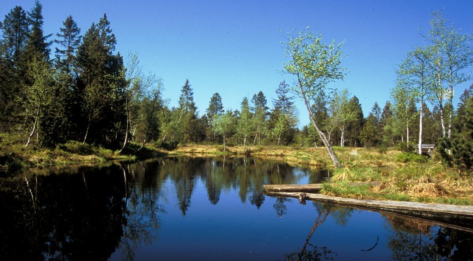 Gemeinde Oberreute im Westallgäu Moorweiher