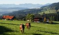 Oberreute Ortsansicht mit K&uuml;hen