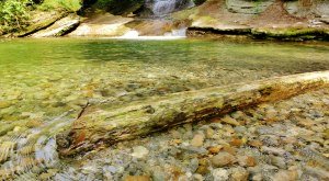 Hausbachklamm Baumstamm im Wasser