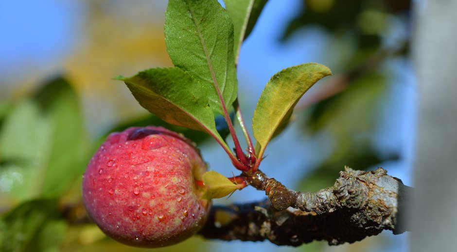 Obst vom Bodensee