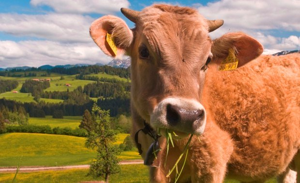Landschaftsbild vom Westallgäu mit Kuh