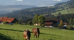 Kühe, Berge, blauer Himmel, was braucht man mehr? © Gemeinde Stiefenhofen