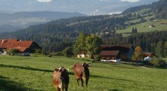 Kühe, Berge, blauer Himmel, was braucht man mehr? © Gemeinde Stiefenhofen