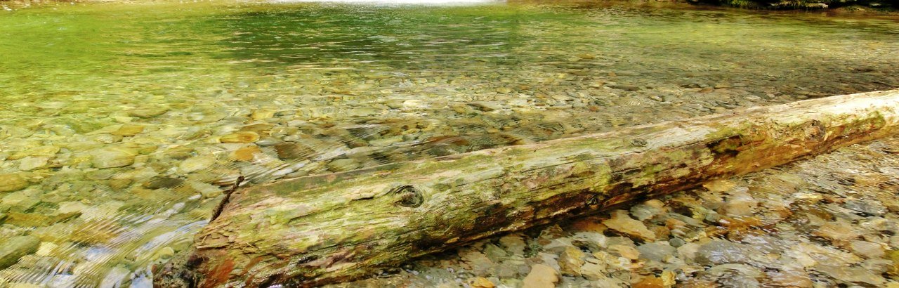 Hausbachklamm Baumstamm im Wasser