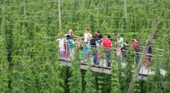 Der Hopfensteg in Tettnang © Hopfengut N°20