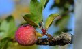 Äpfel der Streuobstwiesen im Westallgäu und am Bodensee