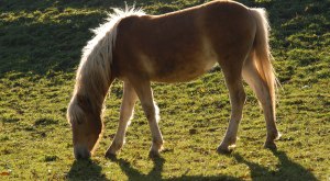 Reiten im Westallg&auml;u Pferd beim Grasen