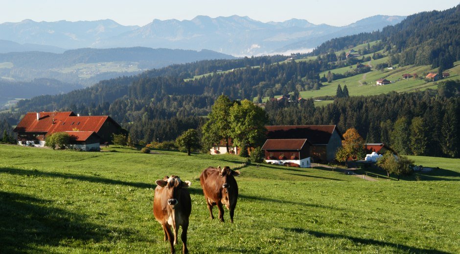 Oberreute Ortsansicht mit Kühen