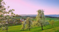 Streuobstwiesen in Oberreitnau © Lindau Tourismus und Kongress GmbH