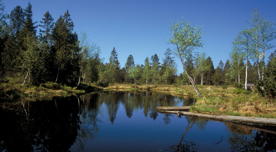 Waldsee in Lindenberg im Allgäu