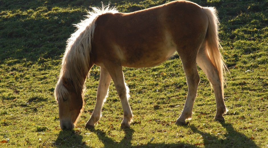 Reiten im Westallgäu Pferd beim Grasen Reiten im Westallgäu Pferd beim Grasen