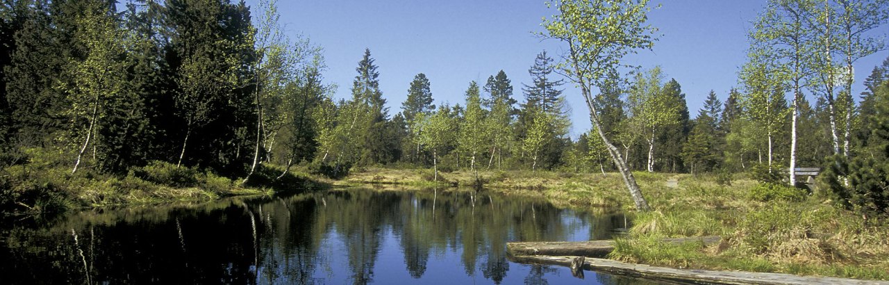 Wildrosenmoos in Oberreute entlang der Westallgäuer Wasserwege Wildrosenmoos in Oberreute entlang der Westallgäuer Wasserwege