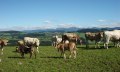 mutterkuhherde &copy; _changed => 28.01.2020 um 10:56 Uhr