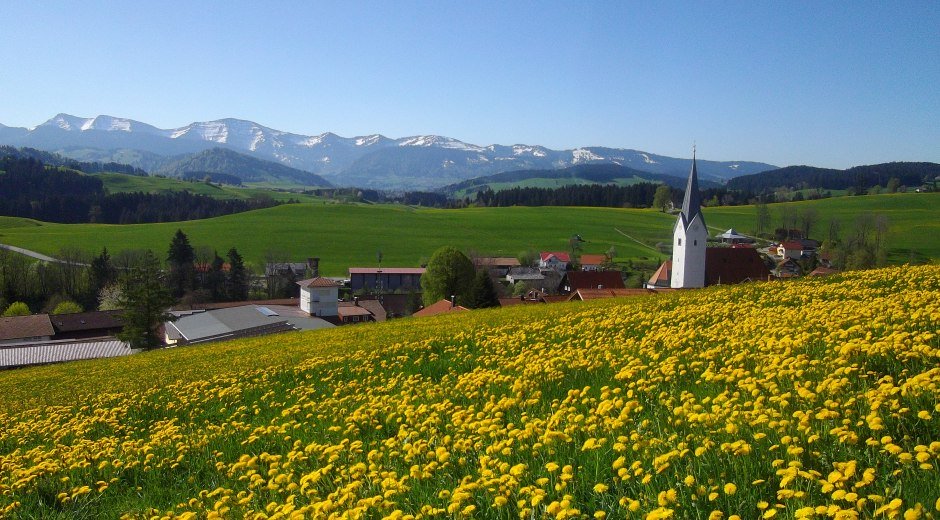 Foto Stiefenhofen Blumenwiesen