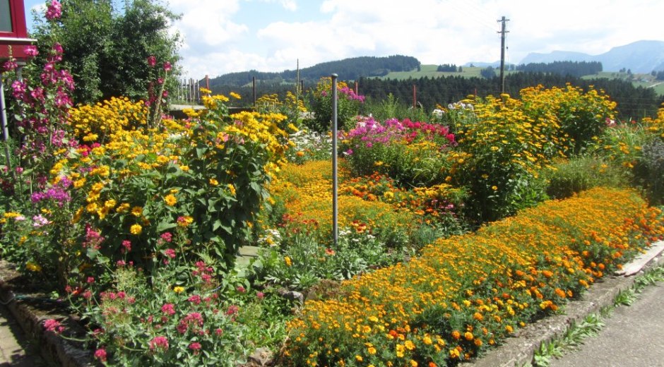 Unser Bauerngarten © _changed => 16.06.2017 um 22:02 Uhr Unser Bauerngarten © _changed => 16.06.2017 um 22:02 Uhr