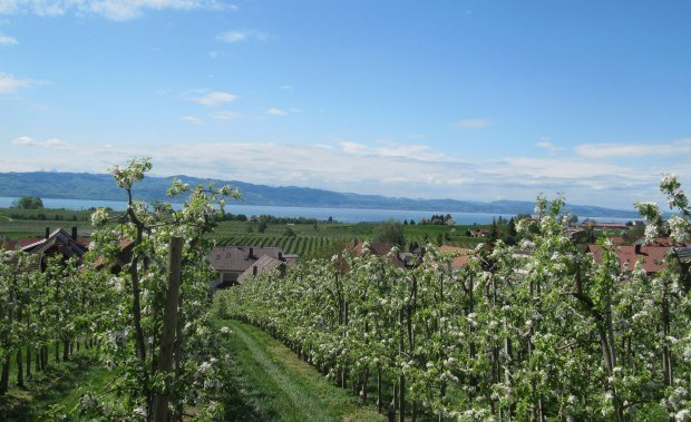 Streuobstwege mit Blick auf den Bodensee