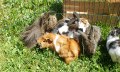 Unsere Hasen, Meerschweinchen... &copy; _changed => 09.05.2017 um 11:31 Uhr