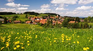 Gemeinde Oberreute Ortsansicht mit Löwenzahn