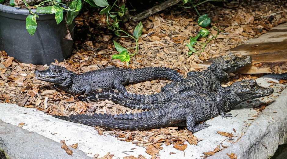 Reptilienzoo Scheidegg &copy; Reptilienzoo Scheidegg
