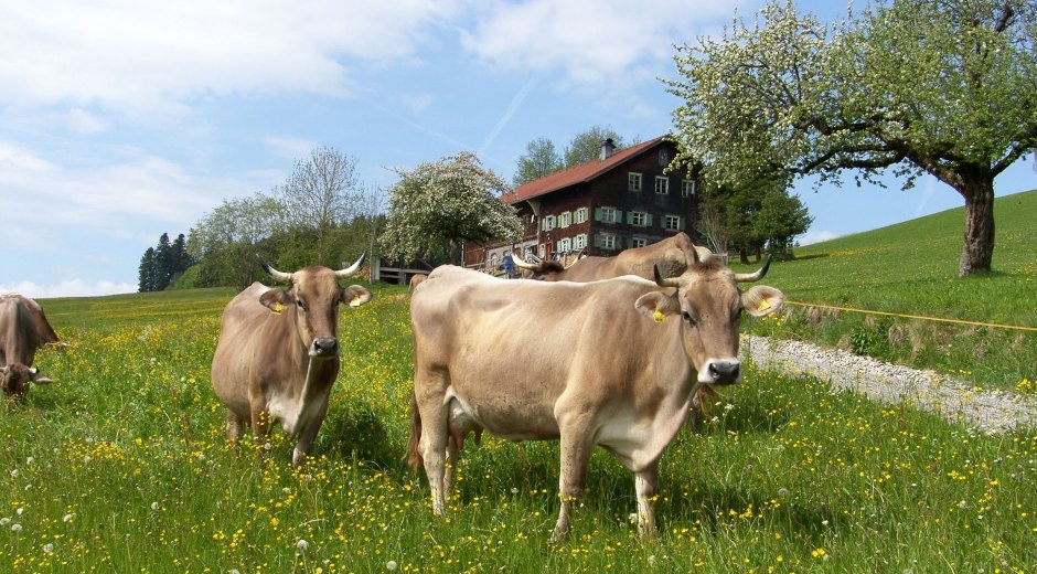 Gemeinde Stiefenhofen Frühjahr mit Kühen