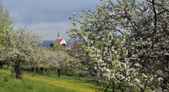 Streuobstwiese im Leiblachtal © Landkreis Lindau (Bodensee) Streuobstwiese im Leiblachtal © Landkreis Lindau (Bodensee)