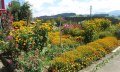 Unser Bauerngarten © _changed => 16.06.2017 um 22:02 Uhr