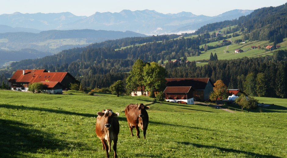Oberreute Ortsansicht mit Kühen Oberreute Ortsansicht mit Kühen