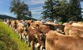 Gemeinde Maierhöfen im Westallgäu Viehscheid - Almabtrieb mit Kühen