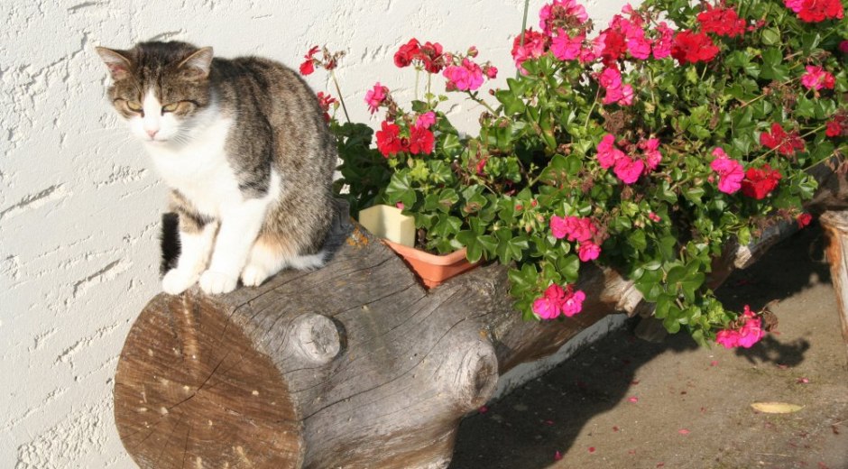 Socke in der Sonne © _changed => 05.02.2019 um 13:36 Uhr