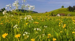 Westallgäuer Idylle © Thomas Gretler