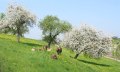 Weidende K&uuml;he auf der Fr&uuml;hlingswiese in Heimenkirch