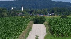Weg nach Isny mit Maisfeldern © Isny Marketing GmbH