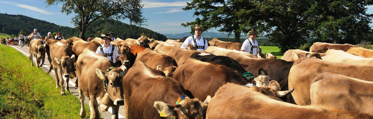 Gemeinde Maierhöfen im Westallgäu Viehscheid - Almabtrieb mit Kühen