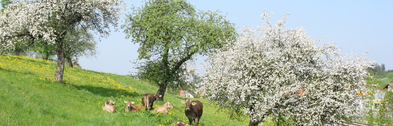 Weidende Kühe auf der Frühlingswiese in Heimenkirch