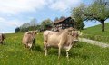 Gemeinde Stiefenhofen Frühjahr mit Kühen