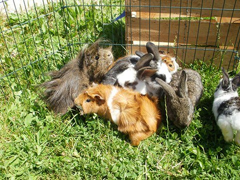 Unsere Hasen, Meerschweinchen... © _changed => 09.05.2017 um 11:31 Uhr