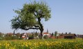 Dorfansicht Hergensweiler