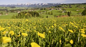 Gastgeber im Westallg&auml;u mit Informationen zu freien Unterk&uuml;nften (Zimmer, Ferienwohnung)