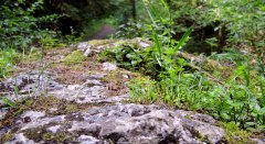 Erratischer Block Weiler © Tourist-Information Weiler