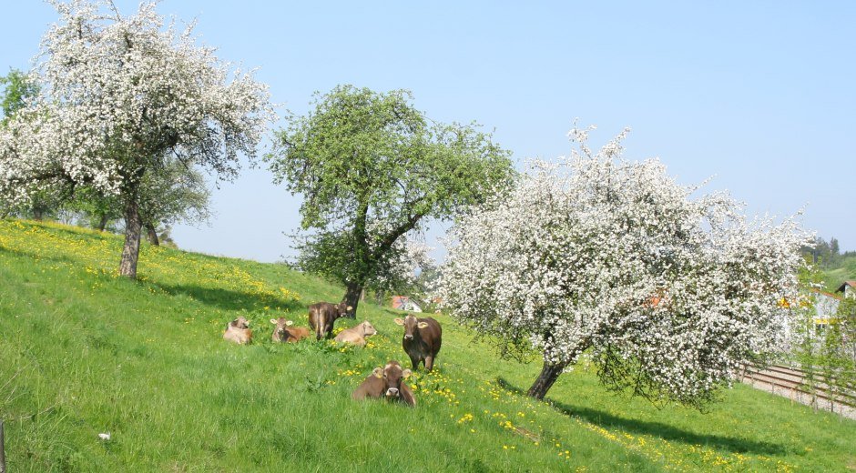 Weidende Kühe auf der Frühlingswiese in Heimenkirch